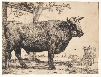 A bull | Free Photo - rawpixel