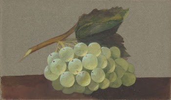 A Bunch of Grapes | Free Photo - rawpixel