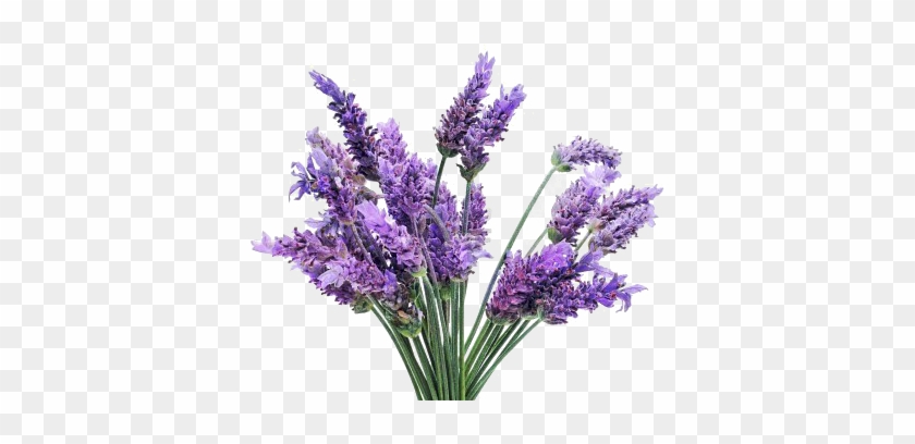 A Bunch Of Lavender Flowers On A White Background - Lavender Flower Transparent Background