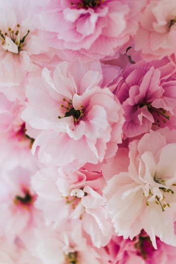 a bunch of pink flowers that are in a vase