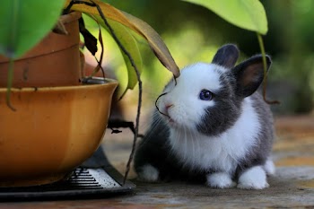 A Bunny Besides Potted A Plant