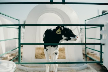 A Calf With A Number Tag Behind A Cage