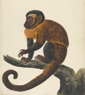 A Capuchin | Free Photo - rawpixel