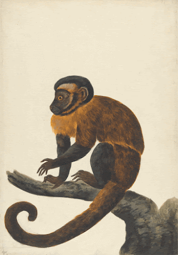 A Capuchin painting in high | Free Photo - rawpixel