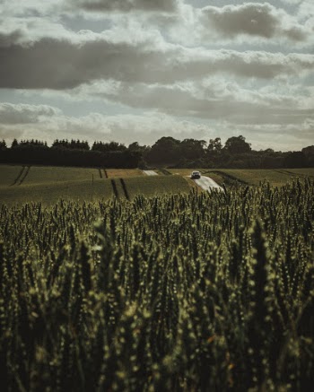 A car driving on the road, whilst standing in the middle of a field of wheat