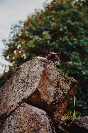 A Cat on A Rock