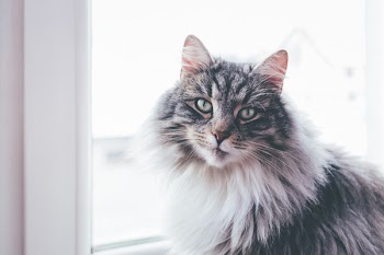 A cat sitting on a windowsill