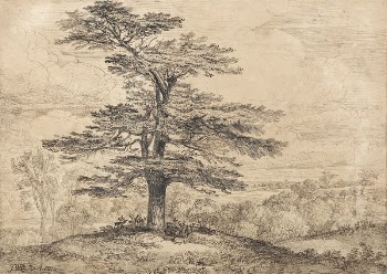 A Cedar on a Rise | Free Photo - rawpixel