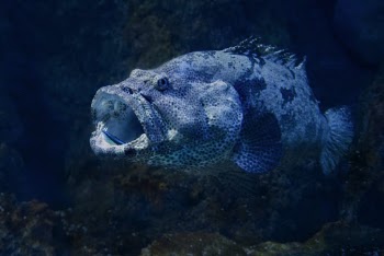 A Cleaner Wrasse takes a rest in the mouth of a huge Flowery Cod at the Cairns aquarium.