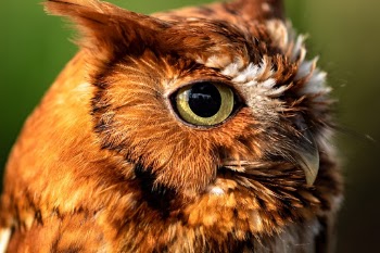 A close-up of a screech owl.  It was injured by a car and is being cared for by park rangers at Meeman-Shelby Forest State Park.