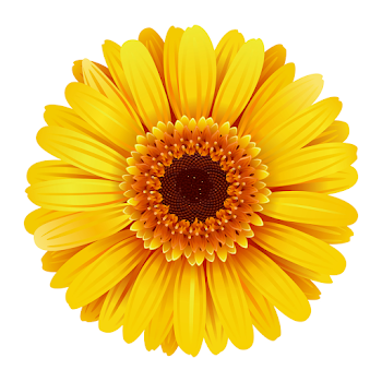 a close up of a yellow flower on a white background