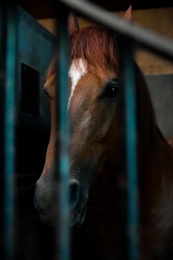 A Close-Up Shot of a Horse