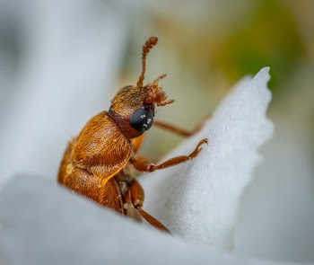 A Close-up Shot Of An Insect