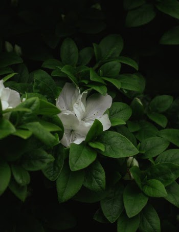 A Close-Up Shot of Azalea Flowers and Green Leaves · Free Stock Photo