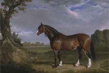 A Clydesdale Stallion | Free Photo - rawpixel