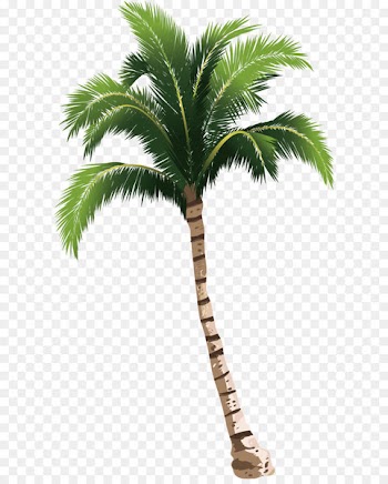 A coconut tree 