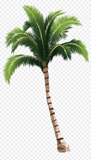 A Coconut Tree - Palmetto Vs Palm Tree