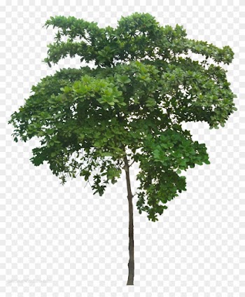 A Collection Of Tropical Plant Images With Transparent - Fruit Tree Cut Out