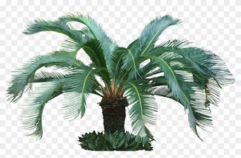 A Collection Of Tropical Plant Images With Transparent - Png Tropical Trees
