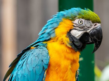 A Colorful Parrot in Close-up Photography