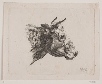 A cow's head | Free Photo - rawpixel