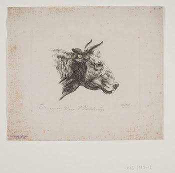 A cow's head | Free Photo - rawpixel