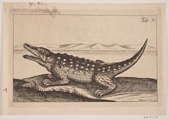 A crocodile | Free Photo - rawpixel