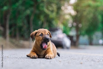  A cute roadside  Brown puppy  yawning on the street