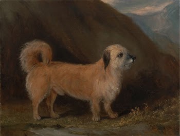 A Dandie Dinmont Terrier | Free Photo - rawpixel