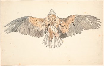 A dead buzzard with outstretched | Free Photo - rawpixel