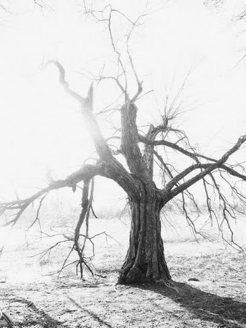 A Dead Tree in Black and White · Free Stock Photo