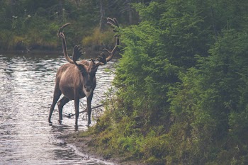 a deer drink water on river