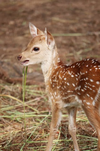 A Deer on Green Grass