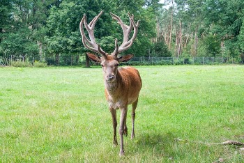 A Deer Walking on a Grassy Field