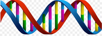 A-DNA Clip art Nucleic acid double helix Portable Network Graphics - dnapng background 