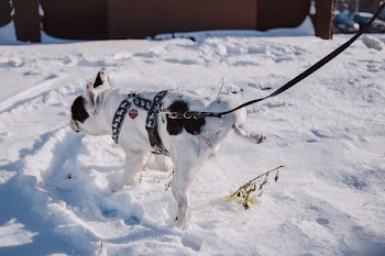 A dog peeing in snow