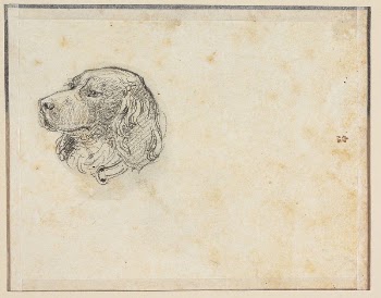 A dog's head by Constantin | Free Photo - rawpixel