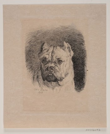 A dog's head by Otto | Free Photo - rawpixel