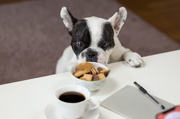 A dog trying to steal cookies