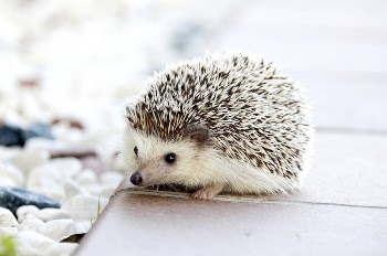 A domesticated baby hedgehog. Original | Free Photo - rawpixel