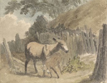 A Donkey and Foal | Free Photo - rawpixel