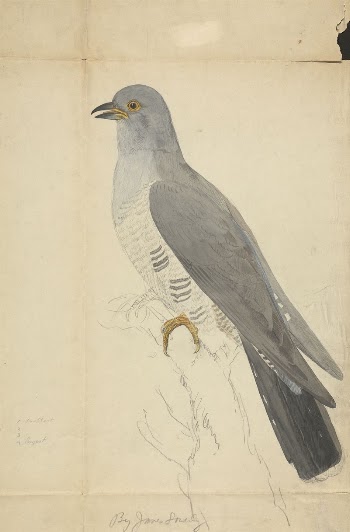 A Dove | Free Photo - rawpixel