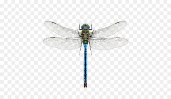 A Dragonfly? Mosquito Pterygota Halloween pennant - dragonfly 