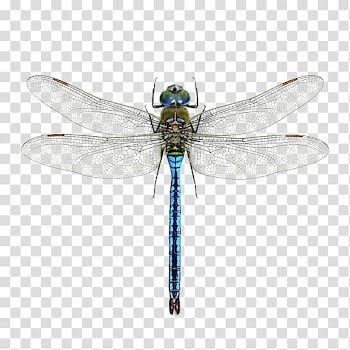 A Dragonfly? Mosquito Pterygota Halloween pennant, dragonfly transparent background PNG clipart