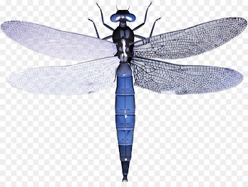A Dragonfly? Portable Network Graphics Clip art Image - dragonfly 