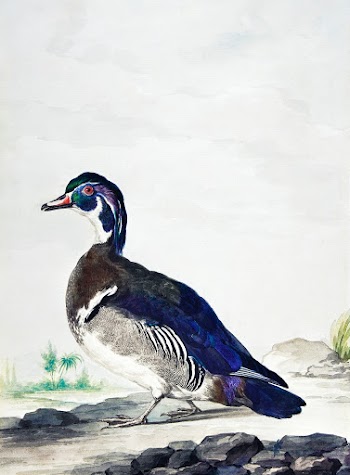 A Duck (ca. 1725-1792) painting in high… | Free public domain illustration