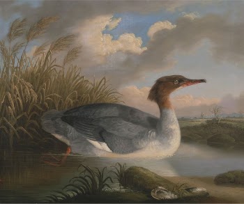 A Dun Diver (Goosander) | Free Photo - rawpixel