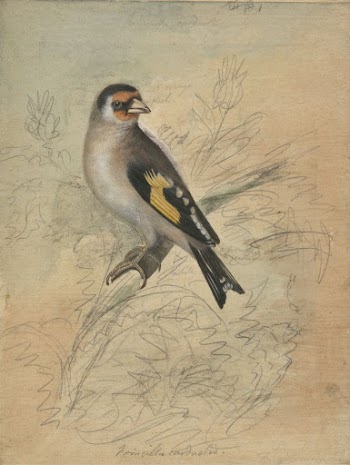 A European Goldfinch | Free Photo - rawpixel