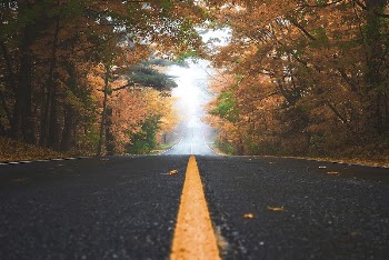 A fall road lined with trees | Free Photo - rawpixel