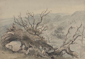 A Fallen Oak | Free Photo - rawpixel